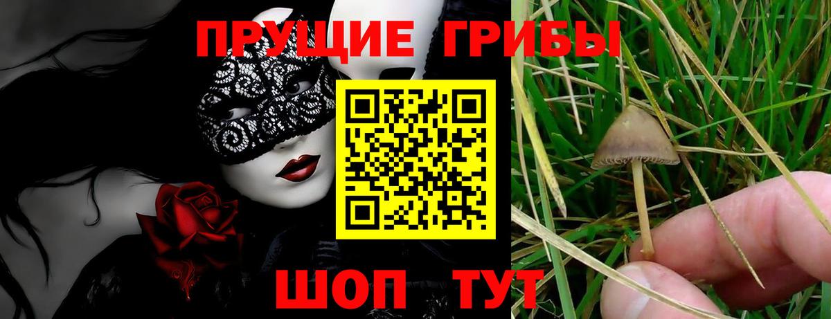 Курчатов  Псилоцибиновые грибы Magic Shrooms  Вход с VPN  Псилоцибиновые грибы мицелий 